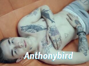 Anthonybird