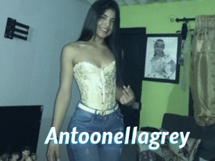 Antoonellagrey