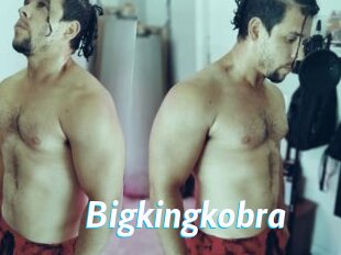 Bigkingkobra