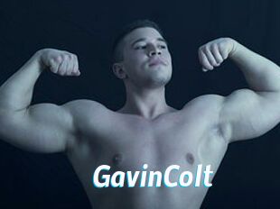 GavinColt