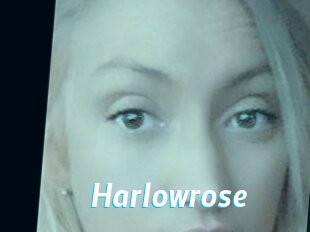 Harlowrose