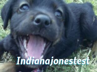 Indianajonestest