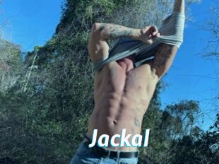 Jackal