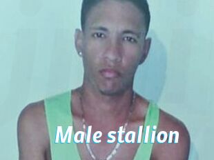 Male_stallion