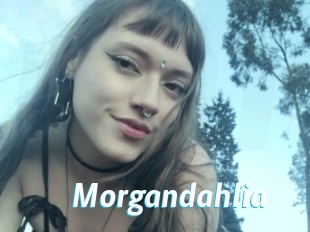 Morgandahlia