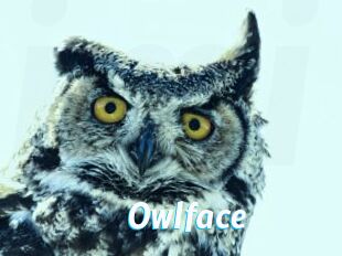 Owlface