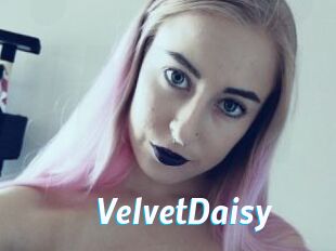 VelvetDaisy