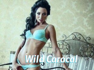 Wild_Caracal