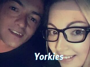 Yorkies